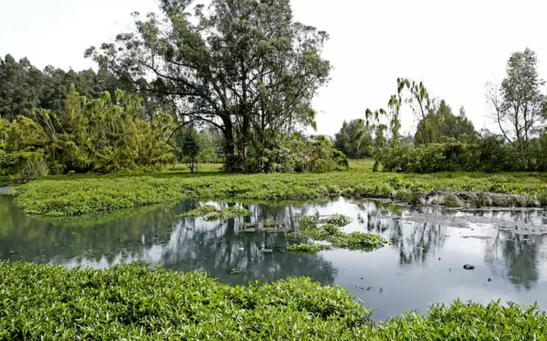 El Acuerdo de Escazú y la triple crisis